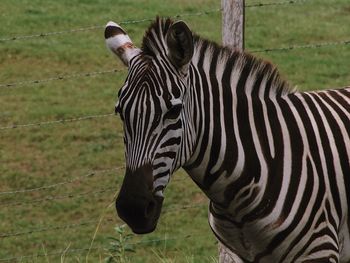 Zebras in a field