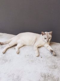 High angle view of white cat against wall