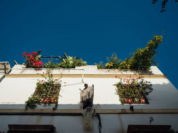 Low angle view of potted plants against blue sky