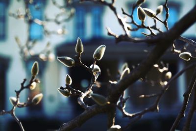 Low angle view of plants against sky