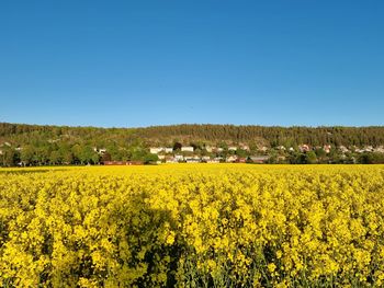 Scenic view of oilseed rape field against clear blue sky