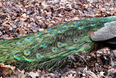 High angle view of peacock feather