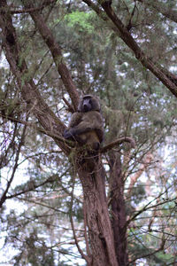 Low angle view of squirrel sitting on tree