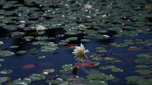 Close-up of lotus water lily in lake