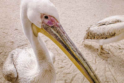 Close-up of birds