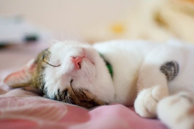 Close-up of cat lying down