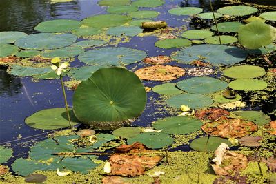 View of lily pads floating on lake