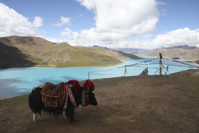 Panoramic view of horse cart on land against sky