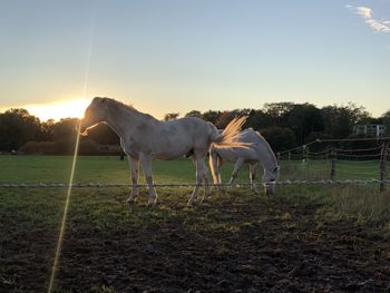 Horse grazing in field against sky during sunset