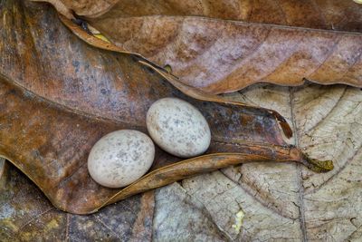 High angle view of dry leaves