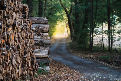 Stack of logs in forest