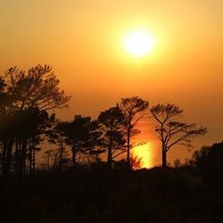 Silhouette of trees at sunset