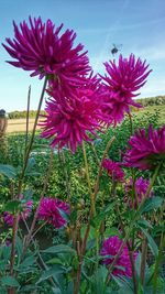 Close-up of pink flowering plants on field