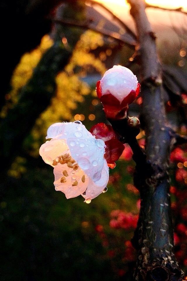 close-up, freshness, focus on foreground, growth, fragility, nature, beauty in nature, flower, rose - flower, season, petal, no people, outdoors, plant, red, branch, selective focus, flower head, day, leaf