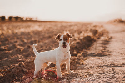 Portrait of dog standing on beach