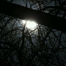 Low angle view of bare trees against sky