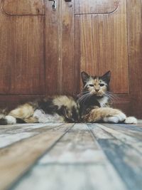 Cat lying on floor