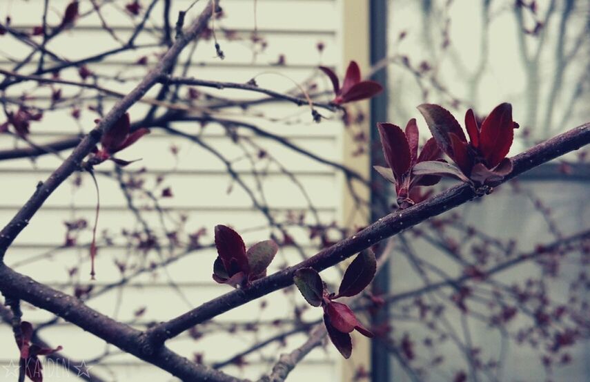 branch, flower, focus on foreground, close-up, fragility, nature, twig, freshness, bare tree, tree, beauty in nature, season, stem, selective focus, day, growth, outdoors, no people, petal, bird