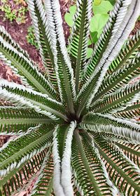 Close-up of plant