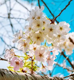 Low angle view of cherry blossoms in spring