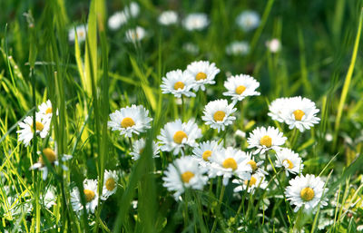 Close-up of white daisy flowers on field