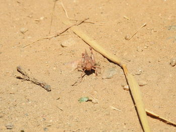 High angle view of insect on sand