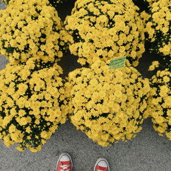 Low section of person standing on yellow flower