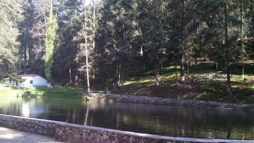 Reflection of trees in water