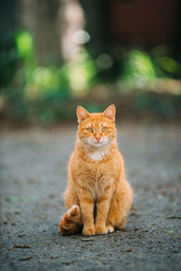 Portrait of a cat sitting