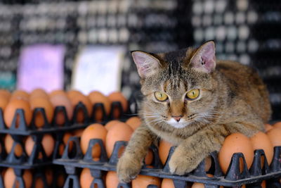 Close-up portrait of cat relaxing at home