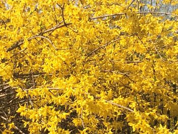Yellow flowers on tree trunk