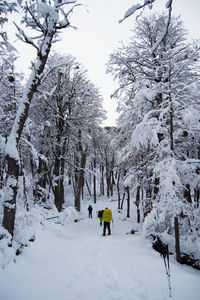 Snow covered trees against sky