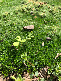 High angle view of mushroom growing on field