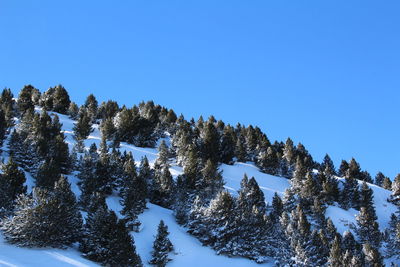 Trees on snow covered landscape against clear blue sky