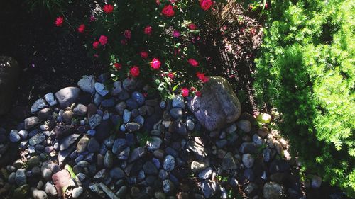 Flowers growing outdoors