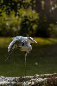 High angle view of gray heron perching