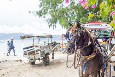 Horsecart taxi on gili island