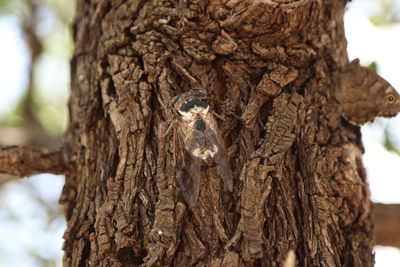Close-up of insect on tree trunk
