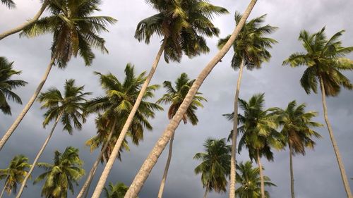 Low angle view of palm trees against sky