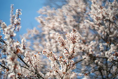 Low angle view of cherry blossom against sky