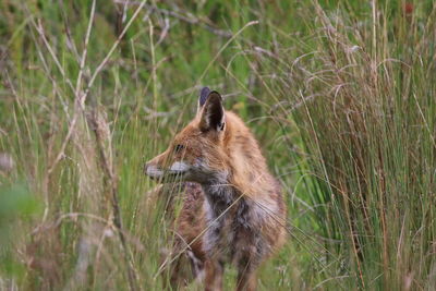 View of a fox in long  grass