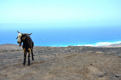 Horse standing on a land