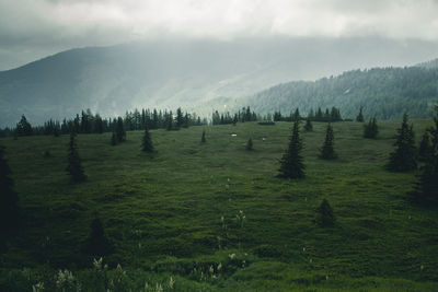 Scenic view of landscape against sky