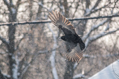 Close-up of bird flying over snow during winter