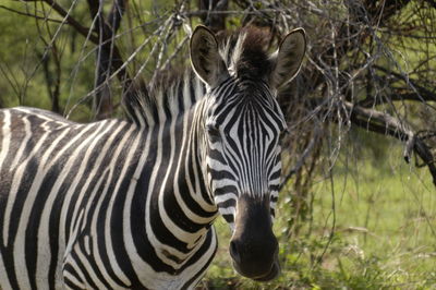 View of a zebra