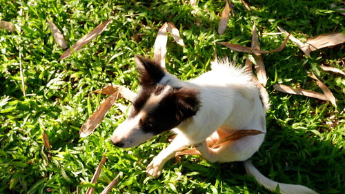 Cat looking away on field