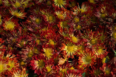 Full frame shot of red flowers