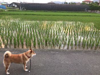 View of dog on field