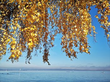 Autumn tree by sea against sky