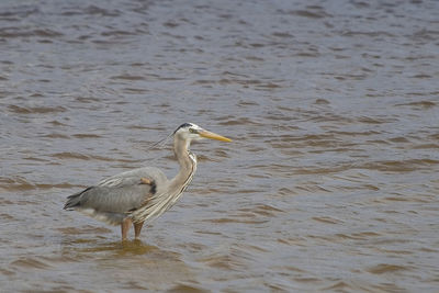 High angle view of gray heron on lake